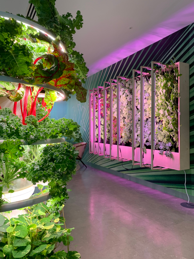 A picture of a biophilic office space with plants, wildlife and atmospheric lighting