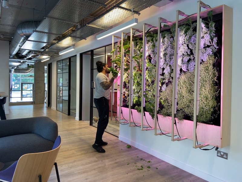 A worker attending to plant life in a biophilic office space