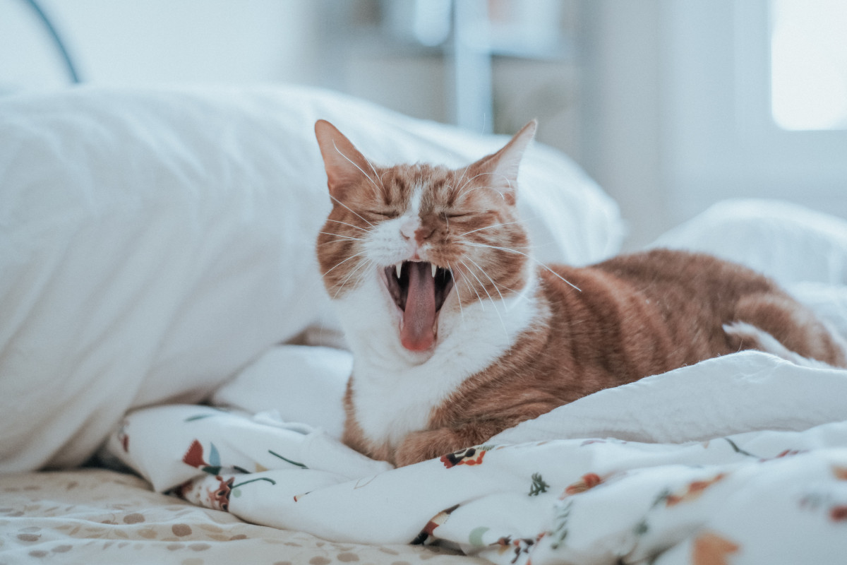 5 Tactics for Conquering Decision Fatigue in Your Job Search