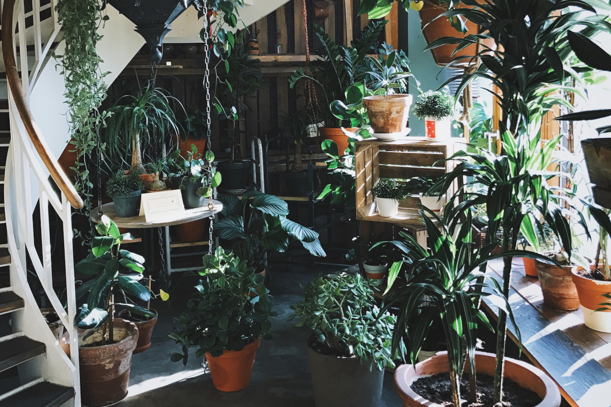 Want to Improve Workplace Wellness? Add Some Plants