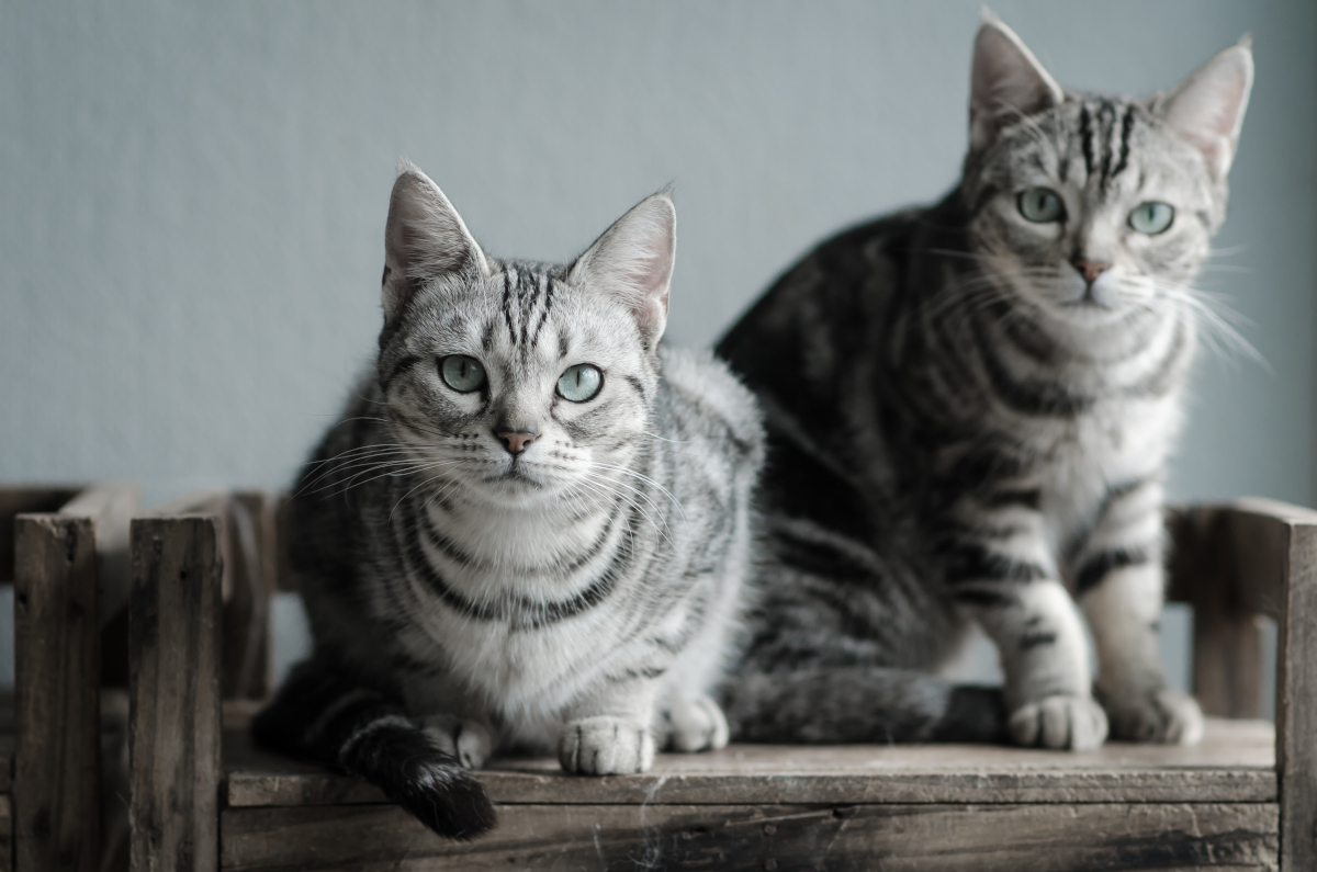 The Pitfalls of Copycat Marketing and How to Avoid Them