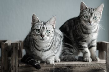 The Pitfalls of Copycat Marketing and How to Avoid Them