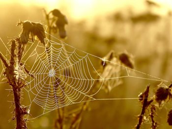 How to Get More Backlinks to Your Content
