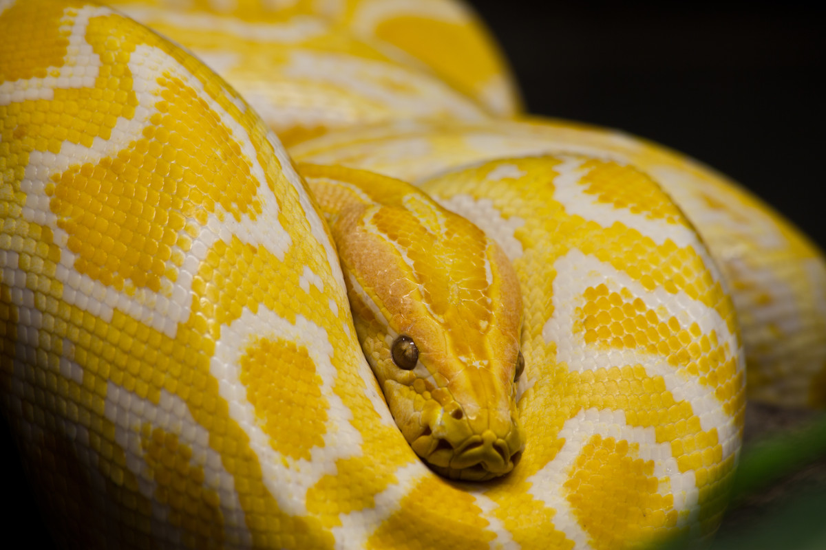 Красно желтая змея. Тигровый питон альбинос. Змея тигровый питон альбинос. Тигровый питон желтый. Королевский питон желтый.