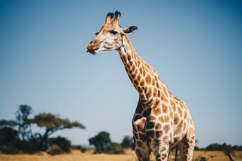 How to Correct Poor Posture and Avoid Tech Neck