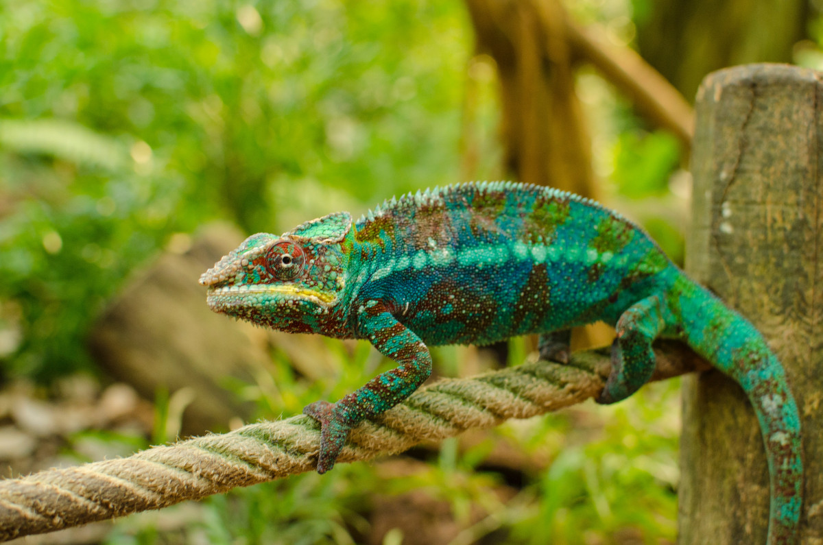 How to Build Your Adaptability in the Workplace