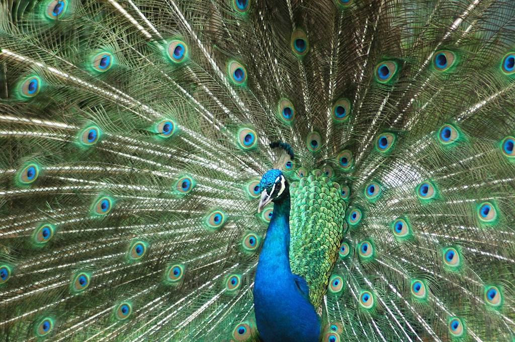 How to Get the Attention of Top VCs (And Guarantee