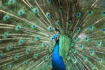 How to Get the Attention of Top VCs (And Guarantee