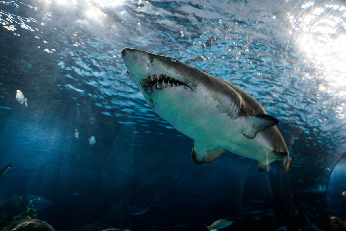 Evolution of Phishing Attacks During the Pandemic