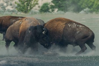 When Goals Are Aggressive: Paid vs. Organic Marketing?