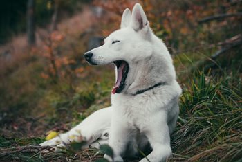 With Great Power Comes Great Productivity: The How-tos of Power Naps