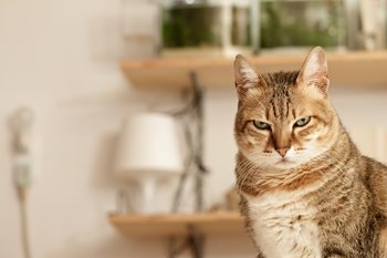 5 Ingredients for Creating Content Your Audience Will Hate