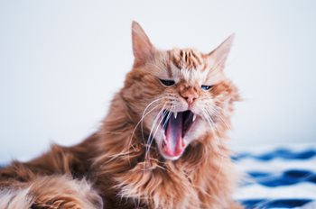 How Sleep Influences Work Productivity 
