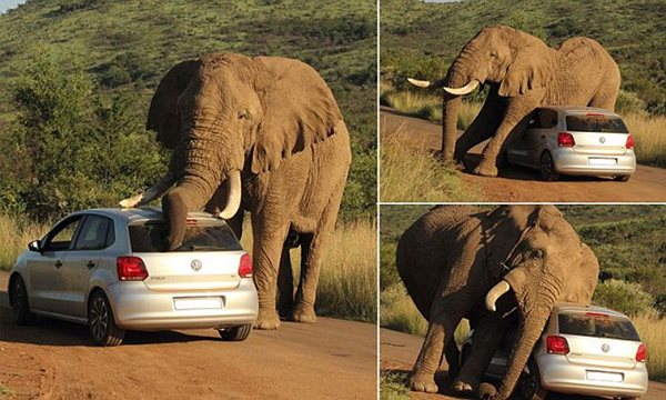 Elephant damages VW Polo in South Africa