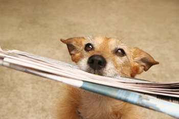Boosting the Local Economy through Print Media