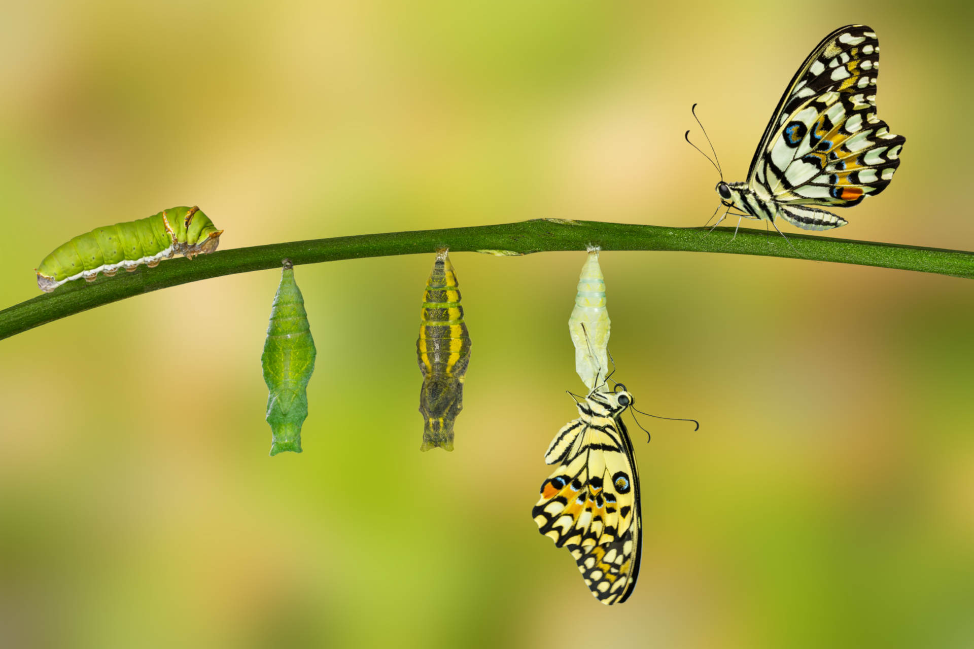 Preparing Employees for Digital Transformation (Before It's Too Late)