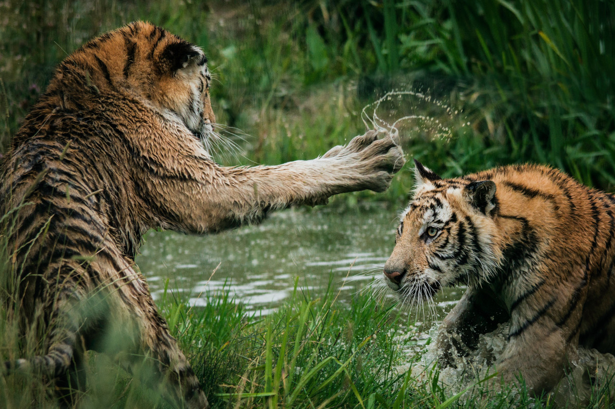 Hadoop vs Spark: The Battle of the Big Data Frameworks