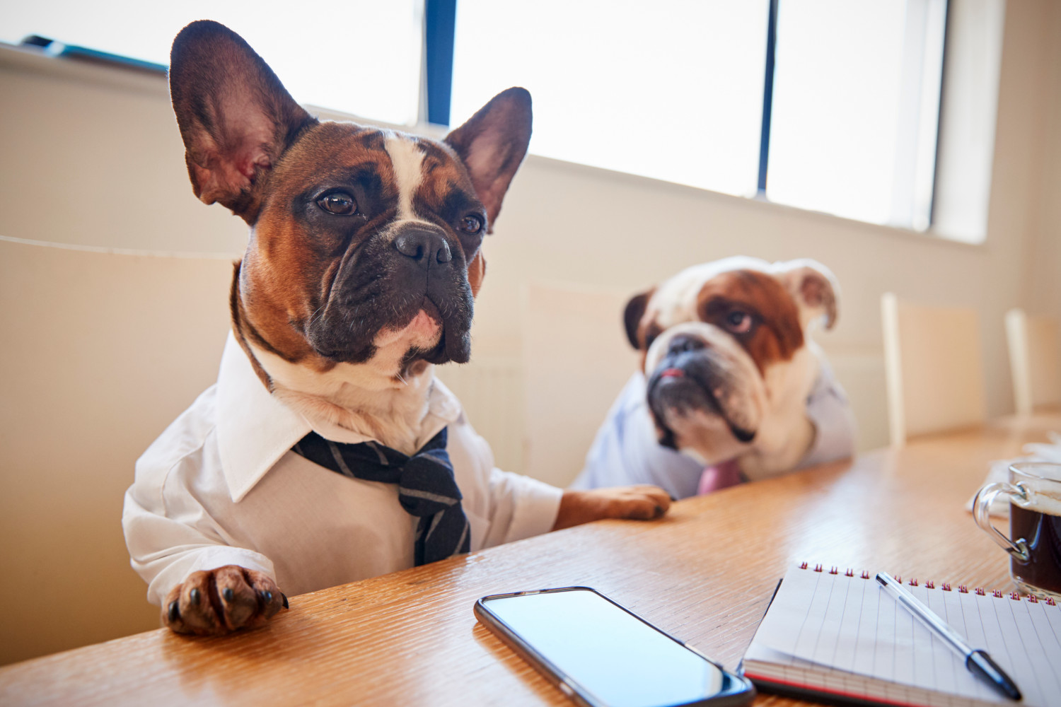 Are Office Dogs Worth the Hype?