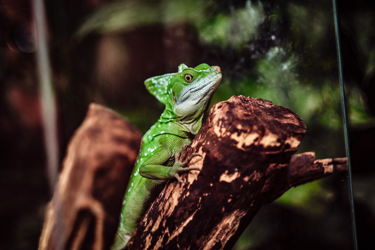 How to Adapt Your Management Style for Remote Working